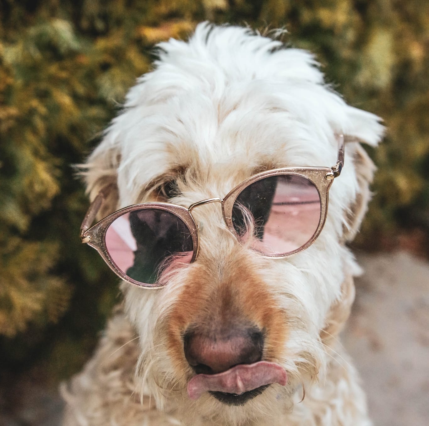 dog with crooked sunglasses on