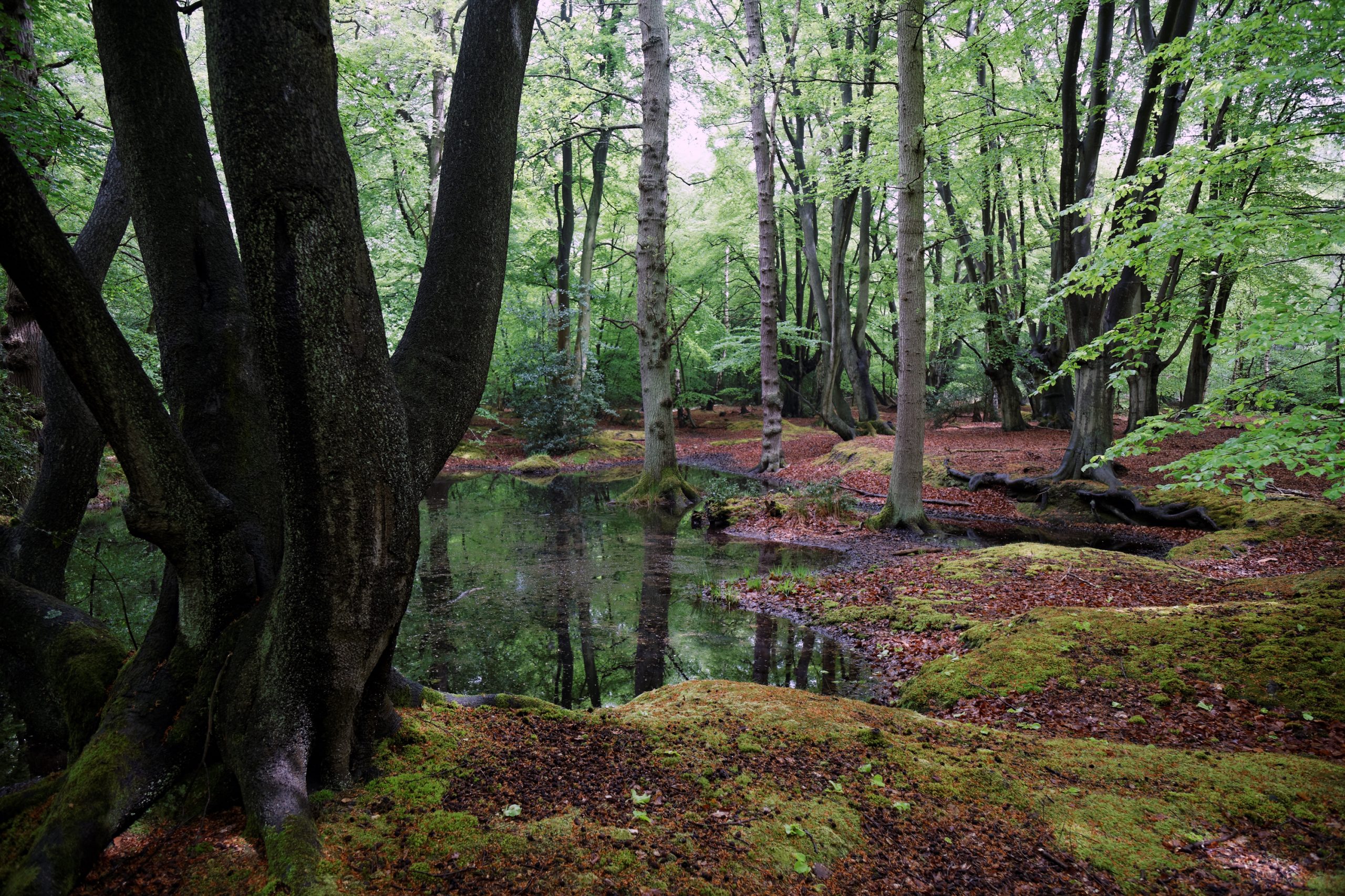 epping forest near london