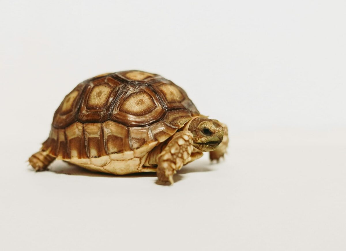 Picture of a tortoise