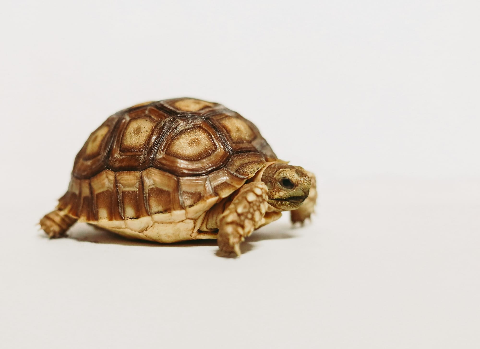 Picture of a tortoise